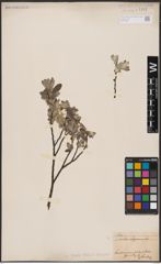 Foto von Salix aurita L. x Salix lapponum L.